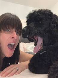 Great training walk this afternoon for HD Frankie with Tiggi and Amber.  Good socialisation! The three of them played beautifully together and  followed commands well. They also had great fun! All three