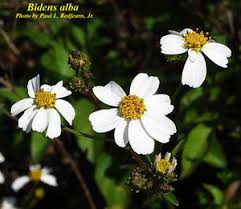 Image result for Bidens sp.no.1