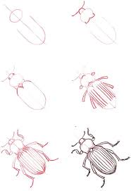 Beeetle Insect Art Animal Drawings Drawing Tutorials For Kids