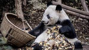 Besides bamboo, other types of plants eaten by giant pandas include vines, grasses, green corn, flowers, and honey. Panda Bears Not As Mysterious As We Once Thought Science In Depth Reporting On Science And Technology Dw 03 05 2019