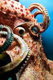 Octopus Animal Symbolism Octopus Meaning On Whats Your Sign Animal Symbolism Octopus Meaning Octopus Photography