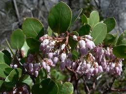 Edible flowers like sage blossoms can add more than just good looks to a citrus salad. Arctostaphylos Patula Wikipedia The Free Encyclopedia Plants Edible Plants Ornamental Plants