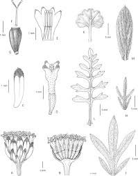 Image result for Schistostephium crataegifolium