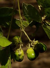 Image result for Vitex payos