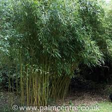 They're great for using as part of japanese themed gardens or just for adding structure and movement to the roots of running bamboos in particular can break through almost anything so a metal or a robust wooden planter is really the only option for. Phyllostachys Aurea Golden Bamboo The Palm Centre