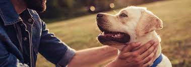 While labradors are generally not as high risk as other breeds, they too can still get cancer. Cancer In Dogs Types Symptoms Treatment Hill S Pet