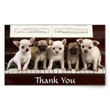 Thank You Chihuahua Puppy Dogs Greeting Sticker Zazzle Com Chihuahua Puppies Cute Animals Cute Puppies