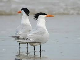 Identification Water Birds Of Colorado Royal Tern Bird Life List Sea Birds Birds