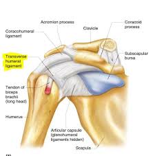 We did not find results for: Shoulder Joint Anatomy Physiology Movement Exercise