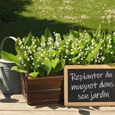 Arrosez régulièrement afin que la terre ne se dessèche pas. Un Petit Coin De Muguet Porte Bonheur Geant Casino