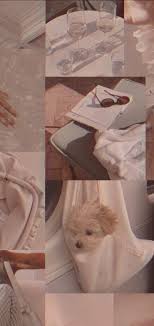 While each has their own unique contributions to offer the world, they are similar in many ways. The Aesthetic Cat Cats Cute Hugs Kittens White Hd Mobile Wallpaper Peakpx