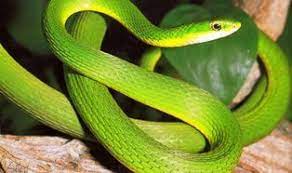 Non Venomous Snakes In Florida Racer Snakes And Rat Snakes Green Snake Snake Rat Snake