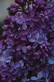 Spring Session 2020 Lilac Flowers Purple Flowers Flower Photos
