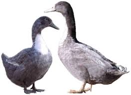Use them in commercial designs under lifetime, perpetual & worldwide rights. Cayuga Duck