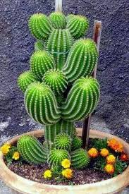 Silver torch cactus ( cleistocactus straussii ) (backeberg): Pin By Georgi Georgiev On Succulents Cacti Cactus Plants Planting Succulents Succulents Garden