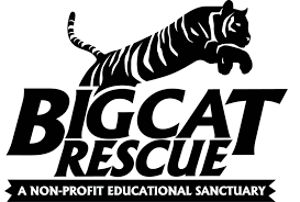 Shop By Design Big Cat Rescue In 2020 Big Cat Rescue Big Cats Big Cat Habitat