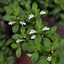 Image result for Clinopodium