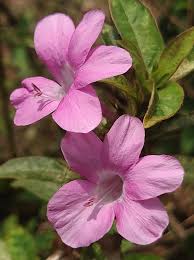 Image result for Barleria cristata