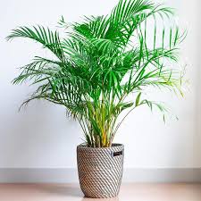 National Plant Network 1 Gallon Majesty Palm N A Lowes Com In 2020 Large Indoor Plants House Plants Air Purifying House Plants
