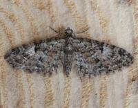 Image result for Eupithecia dodoneata