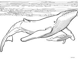 As a part of those smarts they're able to communicate with each other and coordinate hunting tactics. 9 Best Whale Coloring Pages Ideas Coloring Pages Drawings Whale Coloring Pages