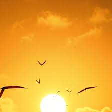 Colorful Birds Flying In The Sky Gif Https Encrypted Tbn0 Gstatic Com Images Q Tbn 3aand9gctjpeca08wf6fvry3quwbng1hwwcex4wjzafw Usqp Cau