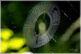 Wildlife Artifacts Image Gallery