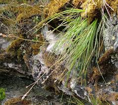 Image result for Trachyandra burkei