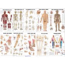 Anatomy Charts Health Chart Human Body Poster