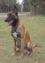 Belgian Malinois Malinois Chien De Berger Belge Belgian Shepherd Malinois Mechelse Shepherd Http Aju Belgian Malinois Dog Belgian Malinois Malinois
