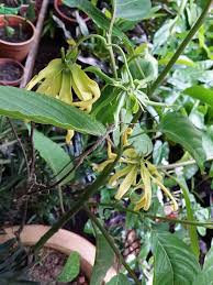 Chordify is your #1 platform for chords. Bunga Kenanga Sarini Roses Nursery Facebook