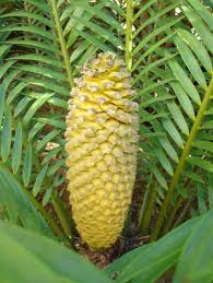 Image result for Encephalartos lebomboensis