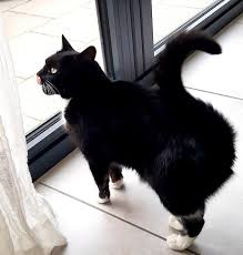 Perché il mio gatto miagola sempre dopo che starnuto? : rcats