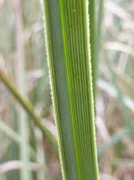 Image result for Cladium mariscus