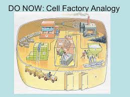 They also both have cytoplasm, a cell membrane, a nucleus, mitochondria, rough and smooth endoplasmic reticulum, a golgi apparatus, and peroxisomes. Do Now Cell Factory Analogy Ppt Video Online Download