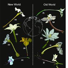 Image result for Cladostemon kirkii