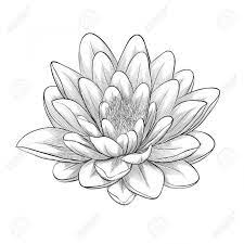 Página de livro para colorir. Desenhos De Flores 30 Imagens Para Imprimir E Colorir Lotus Flower Painting White Lotus Flower Lotus Flower Pictures