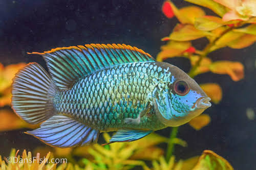 Electric Blue Acara (Andinoacara pulcher) - Dan's Fish