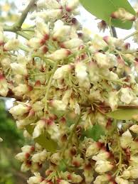 Image result for Dalbergia boehmii