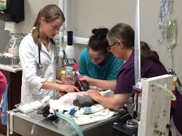 To ensure this, we never use cage. 4 Paws 24 Hour Veterinary Hospital 10 Photos 11 Reviews Veterinarians 6410 Lady Hammond Road Halifax Ns Phone Number Yelp