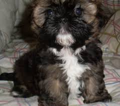 Black Bichon Frise Puppy Bichon Frise Puppies Black Cute Baby Animals