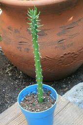 It can grow up to four meters tall and has a very distinct look to it! Excited To Share The Latest Addition To My Etsy Shop Rooted Eve 39 S Needle Cactus Eves Pin Cactus Austrocylindropuntia Subulat Plant Leaves Plants Cactus