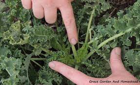 How To Harvest Kale So It Keeps Producing And Properly Store It Growing Kale Harvesting Kale Kale Plant