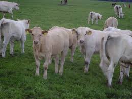 in front of our house we often see these cows blonde d aquitaine cow animals aquitaine