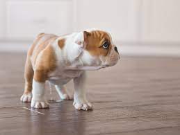 So do not push them in at the deep end, or you'll be paying for it the rest of the dog's life. Understanding Fear Periods In Dogs The Anxious Pet