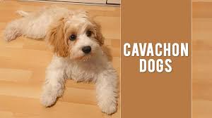 Long, straight or wavy activity: Cavachon Cute Fluffy And Adorable Dog Breed Petmoo
