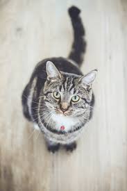 Black And White Tabby Cat Cat Dementia A Very Real Scary Health Condition Pet Parents Should Watch For White Tabby Cat Cat Pics Tabby Cat