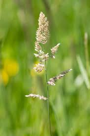 Image result for Holcus