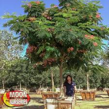 Image result for Mimosa mossambicensis