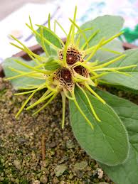 Image result for Vincetoxicum apiculatum